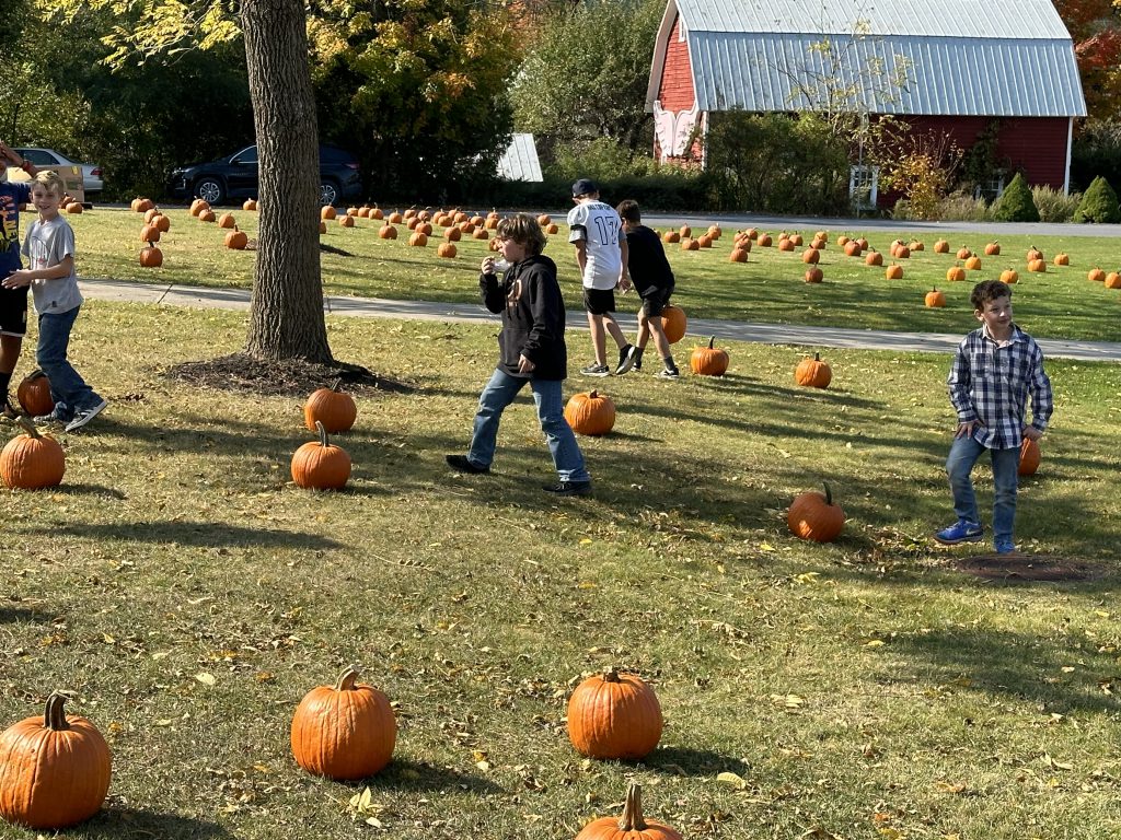 students search for pumpkins on the school lawn