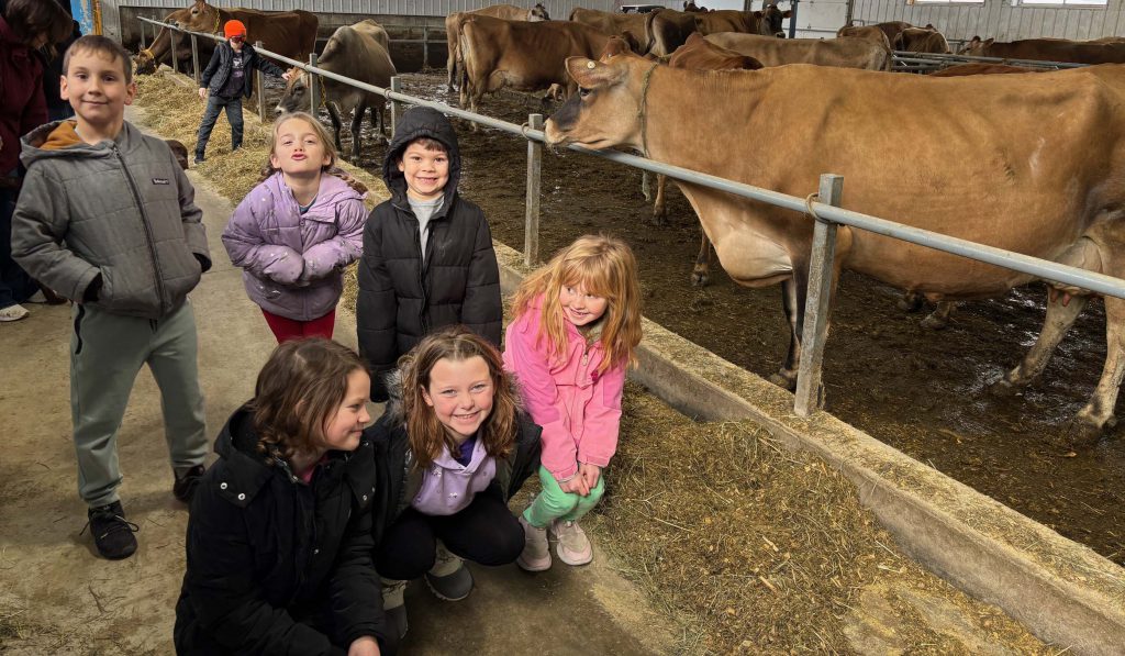 second graders meet the cows in the barn